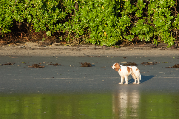 流木をくわえる犬