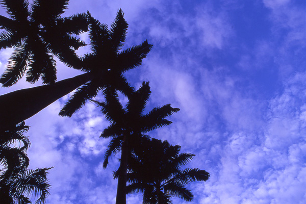 椰子の木と空