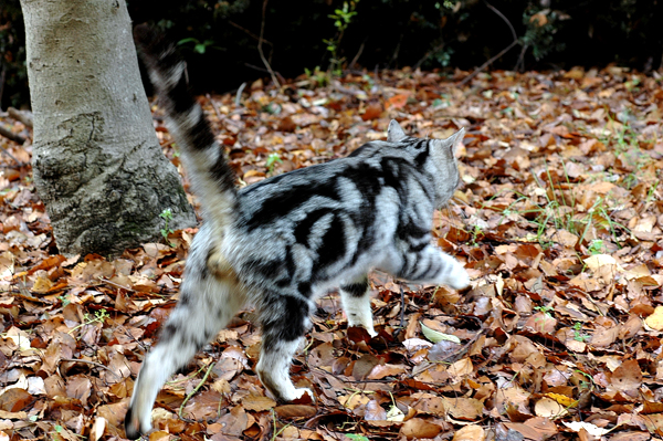 山田池公園　猫