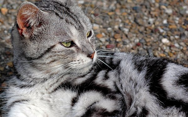 山田池公園 猫