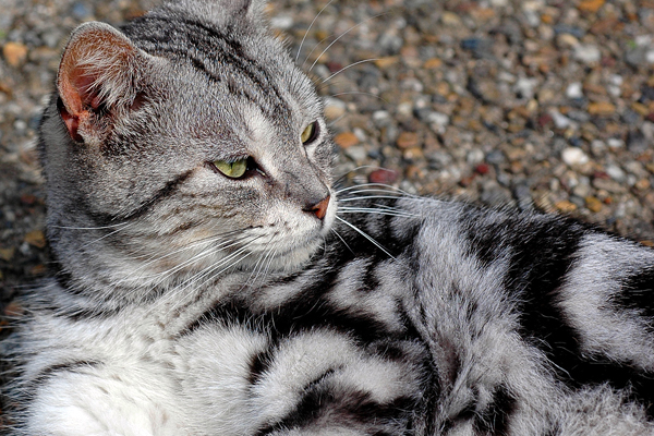 山田池公園 猫