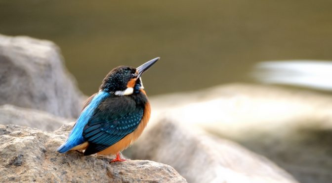 山田池公園のカワセミ