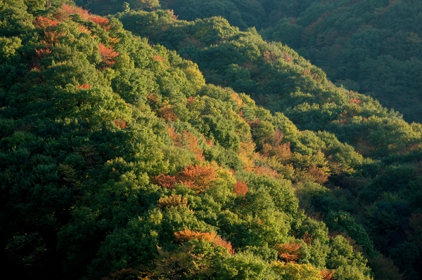 交野山