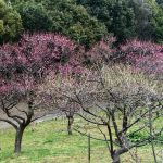 山田池公園梅林