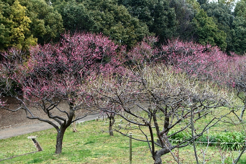 山田池公園梅林