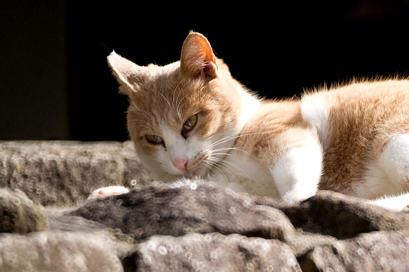 山田池公園の猫 500mm