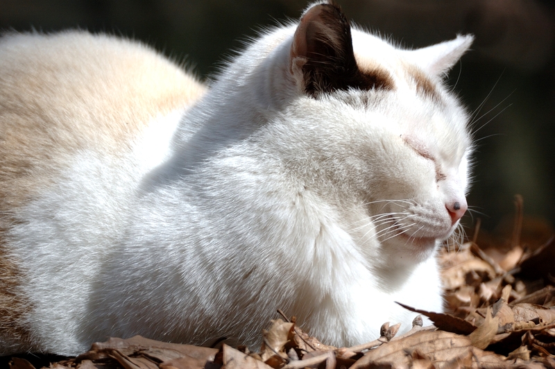 猫 山田池公園