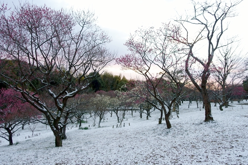 山田池公園 梅林