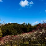 山田池公園 梅林