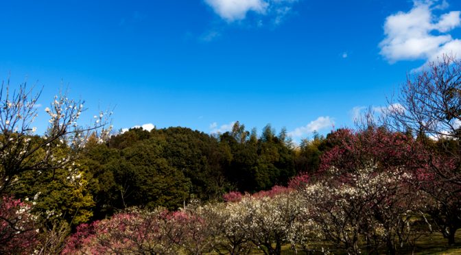 山田池公園 梅林