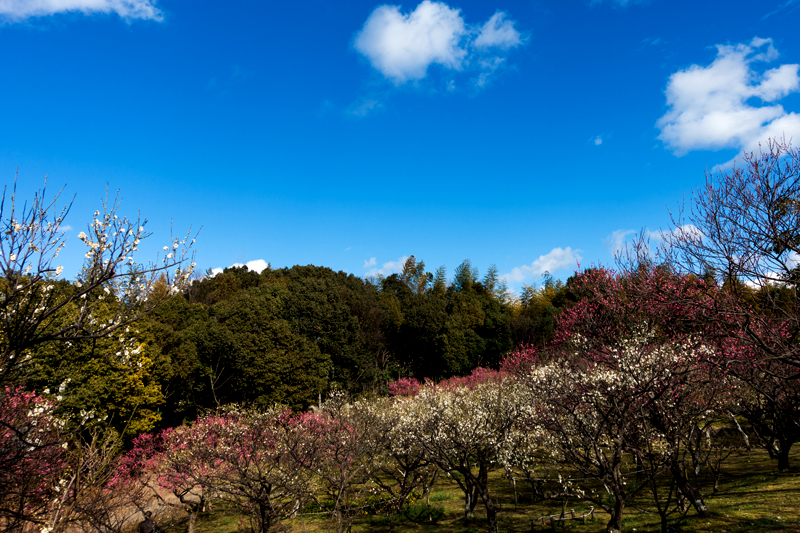 山田池公園 梅林