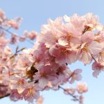 河津桜