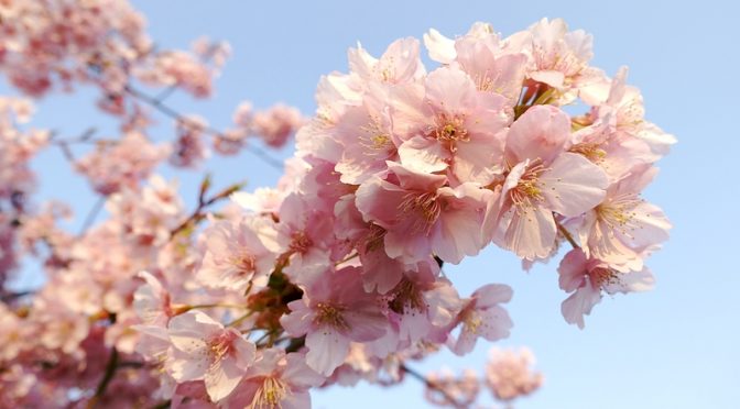 河津桜