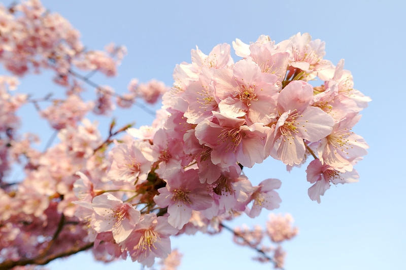 河津桜