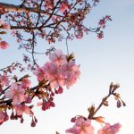 穂谷川沿いの河津桜