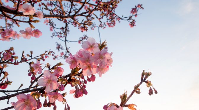 穂谷川沿いの河津桜