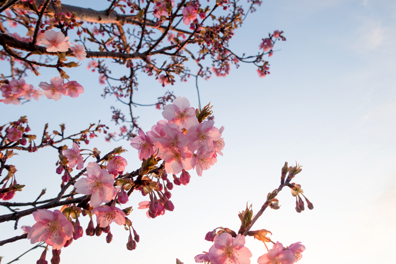 穂谷川沿いの河津桜