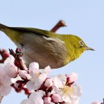 大阪城公園梅林のメジロ