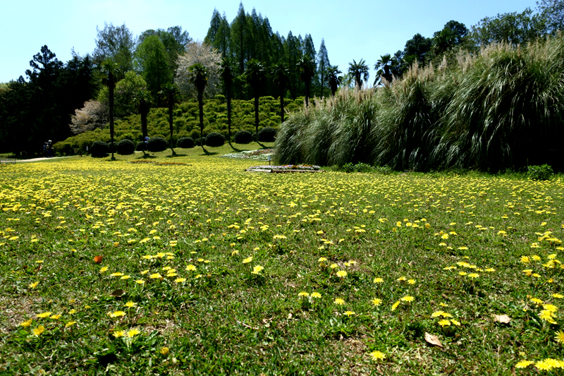 大阪市立大学植物園 私市植物園