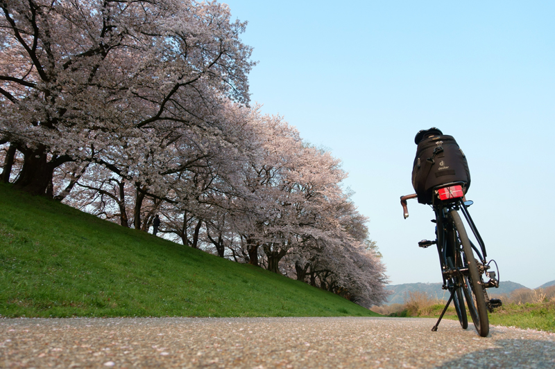 M451R　背割堤　桜