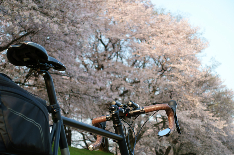 M451R　背割堤　桜