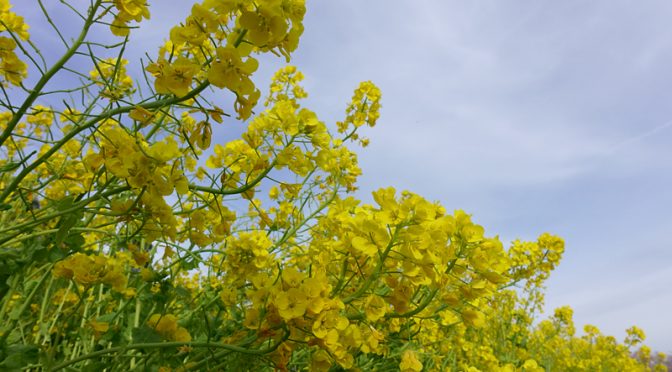 菜の花　山田池公園