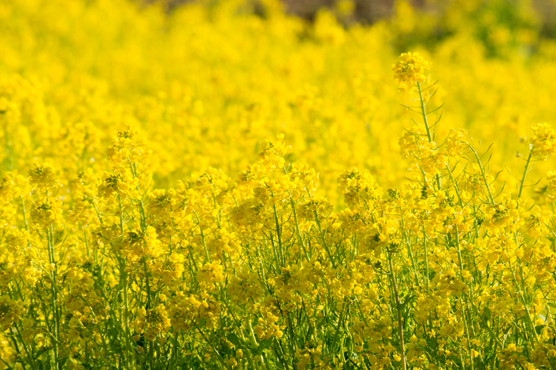 菜の花