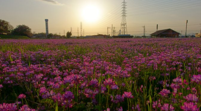 レンゲ畑の夕暮れ