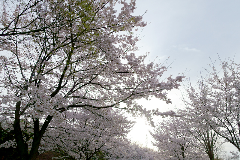 桜　山田池公園