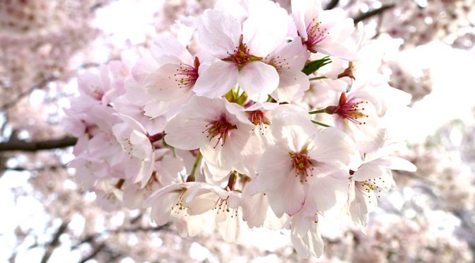 桜満開 山田池公園