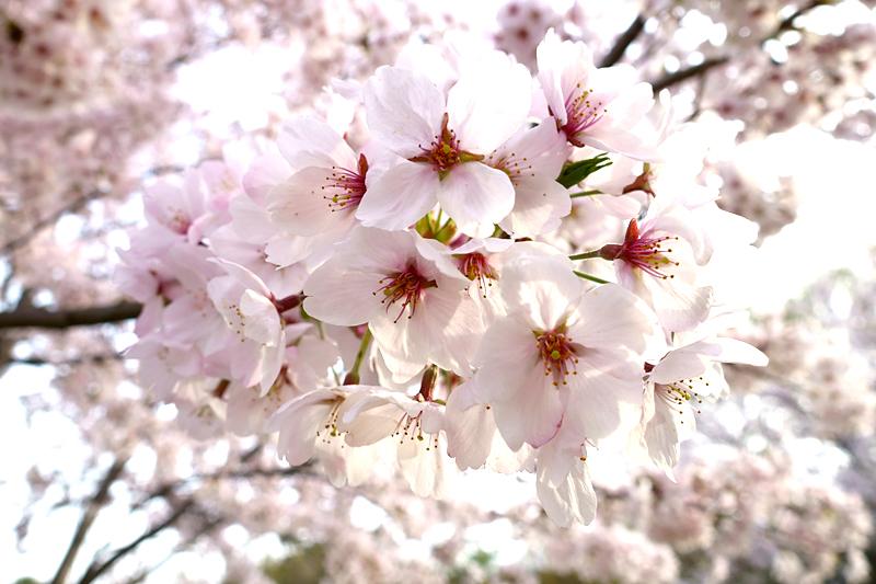 桜　山田池公園