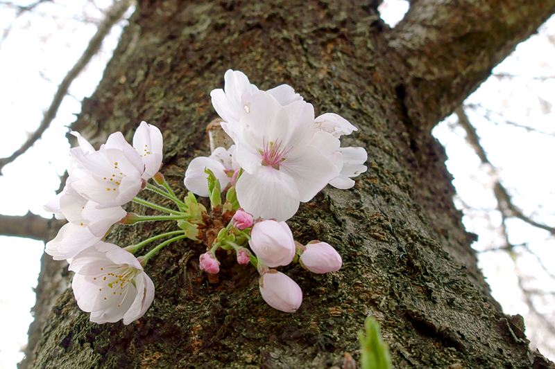 桜　山田池公園