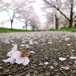 桜　山田池公園