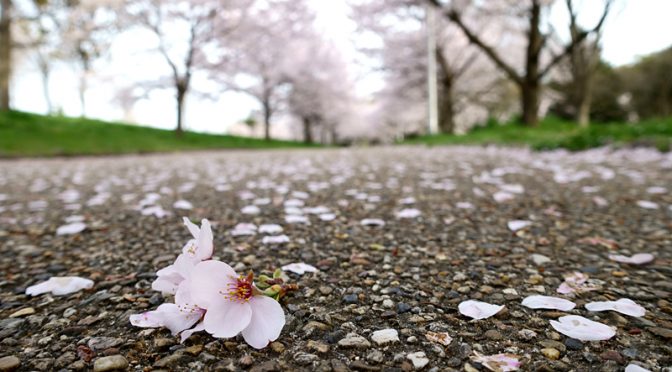 桜　山田池公園