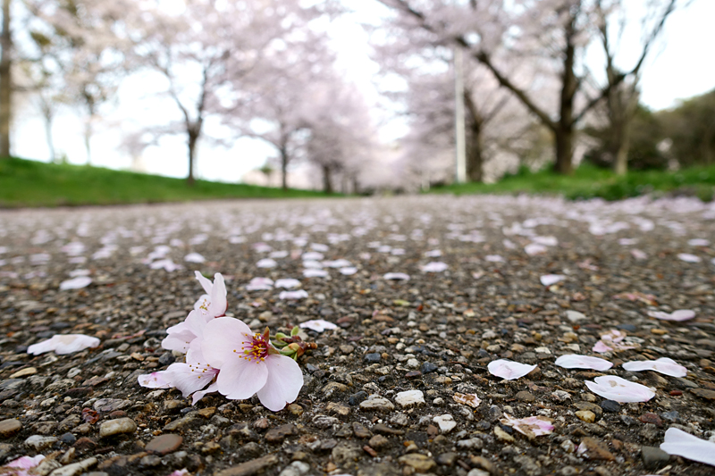 桜　山田池公園