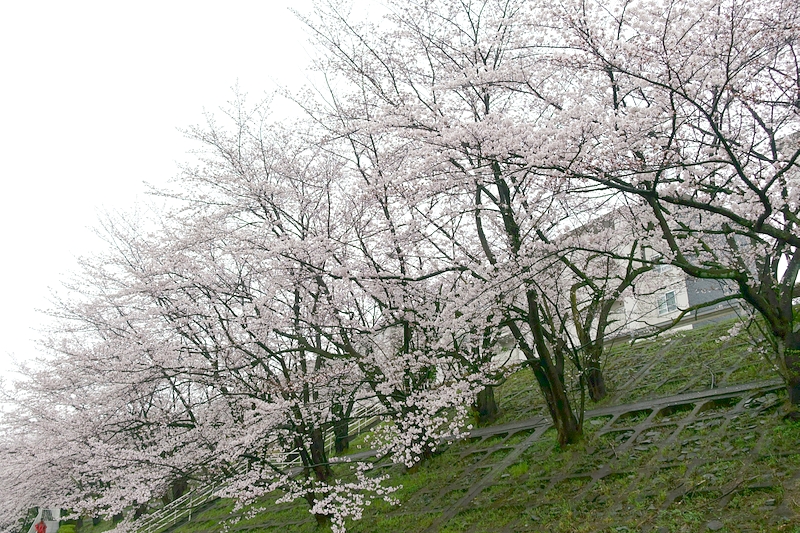 桜 2017