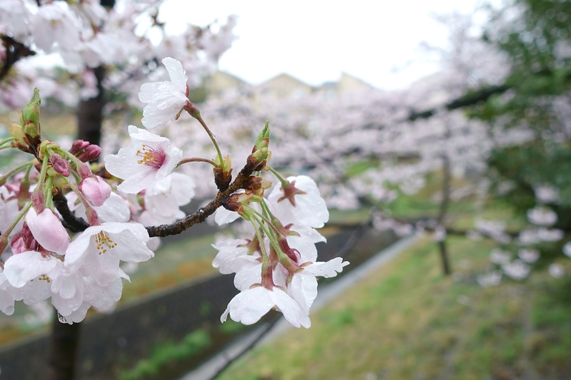 桜 2017