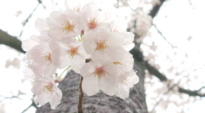 桜雨