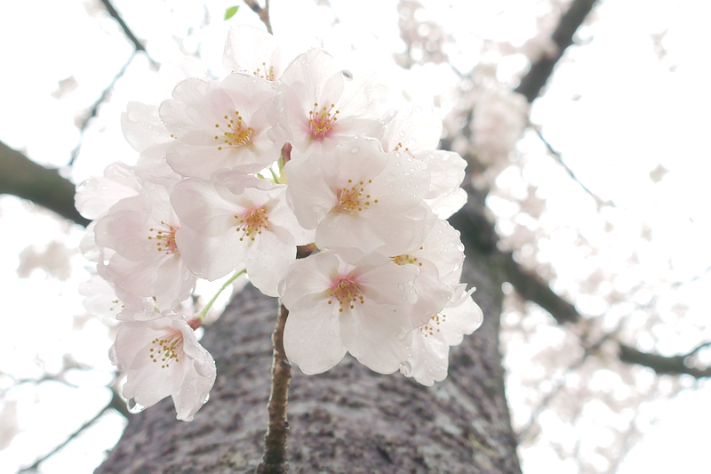 桜 2017