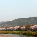 背割堤　桜