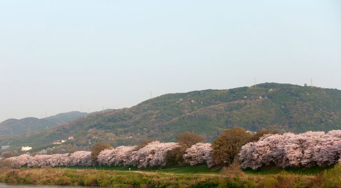 背割堤　桜