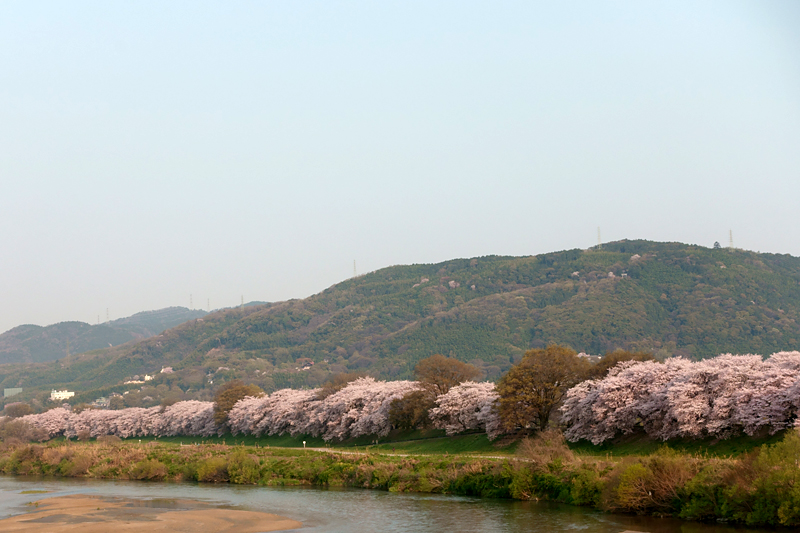 背割堤　桜