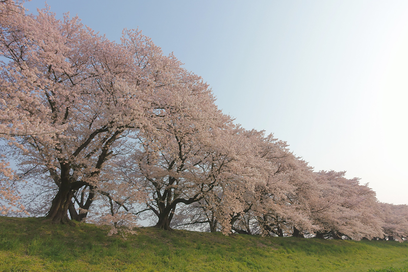 背割堤　桜