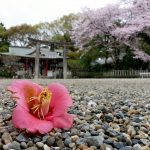 椿　機物神社