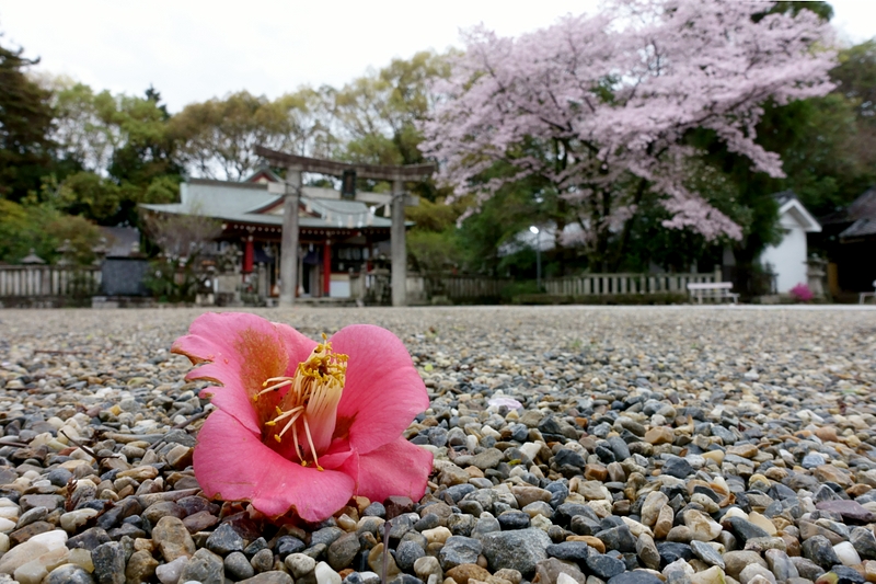 椿　機物神社