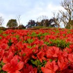 ツツジ　山田池公園