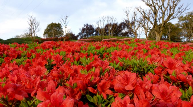 山田池公園 ツツジの丘