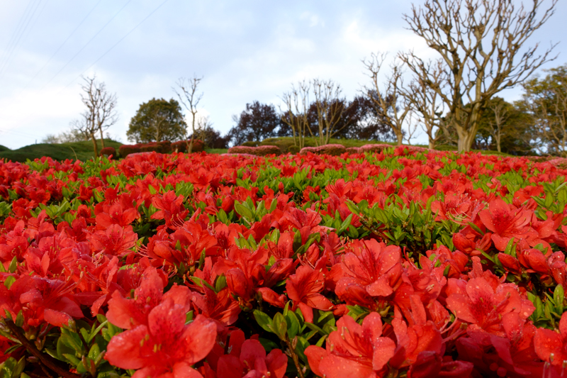 ツツジ　山田池公園