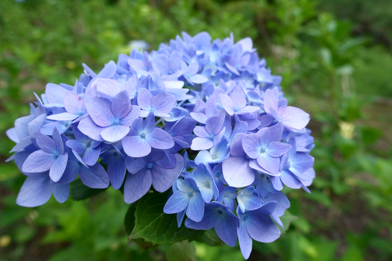 山田池公園 あじさい