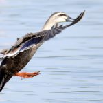 カルガモ 着水体制